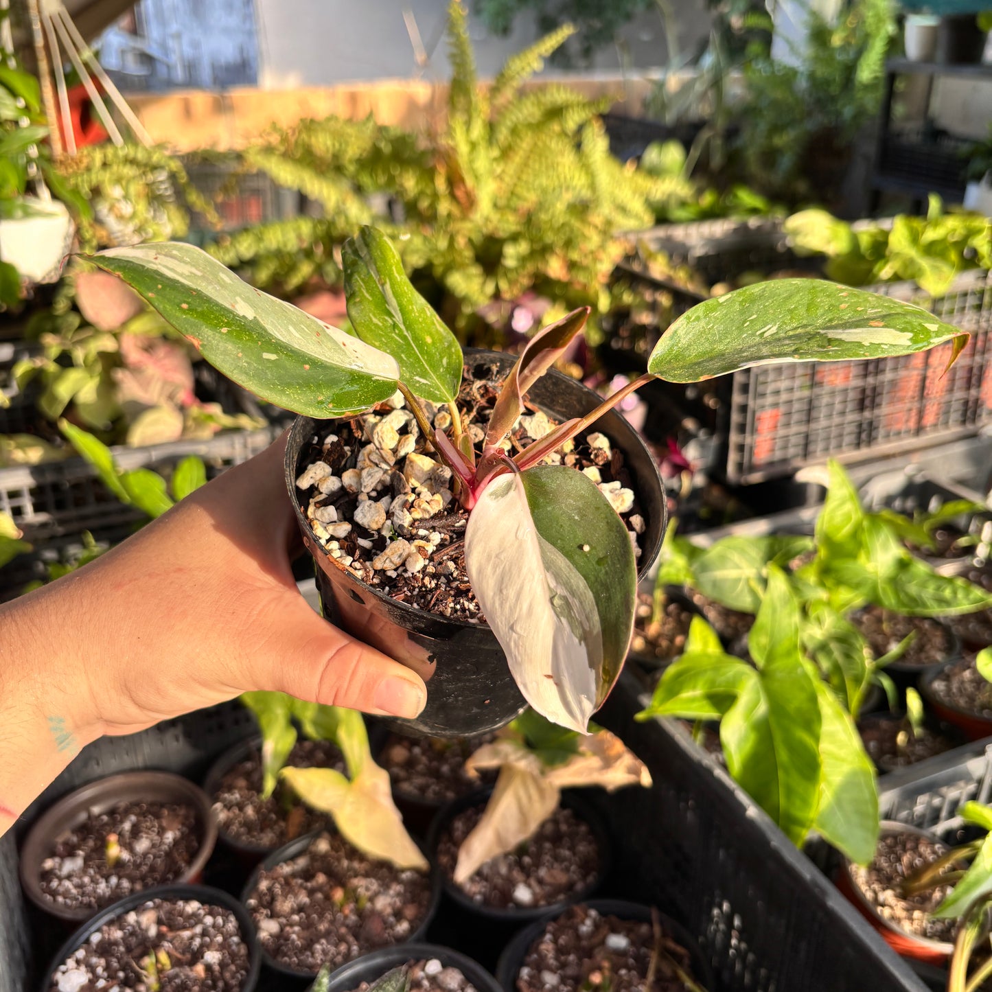 Philodendron Red Anderson “4
