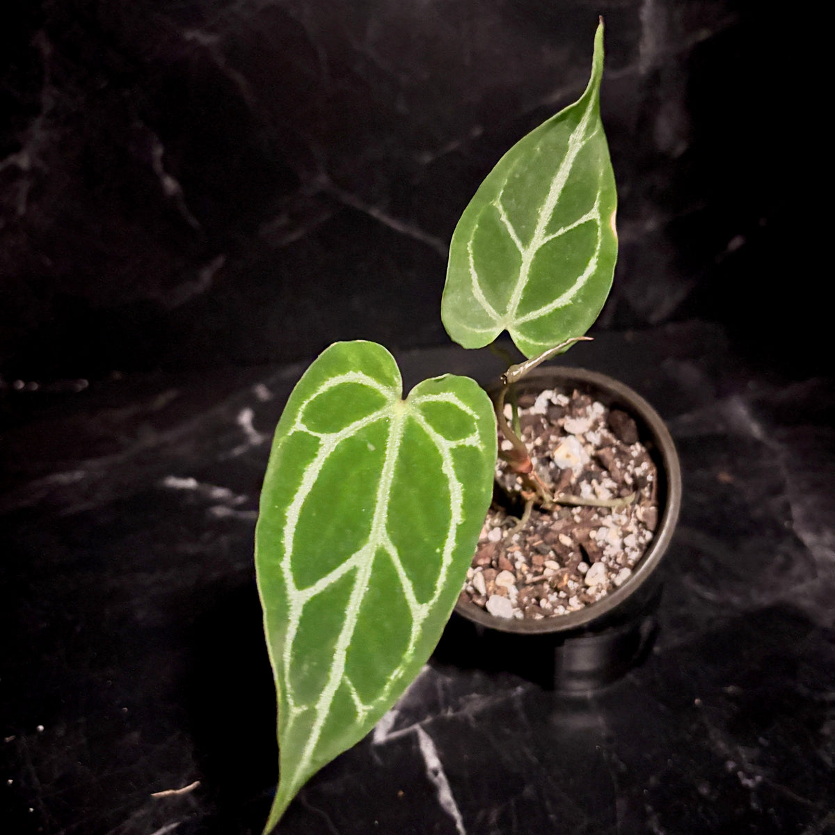 Anthurium Cristallinum “4