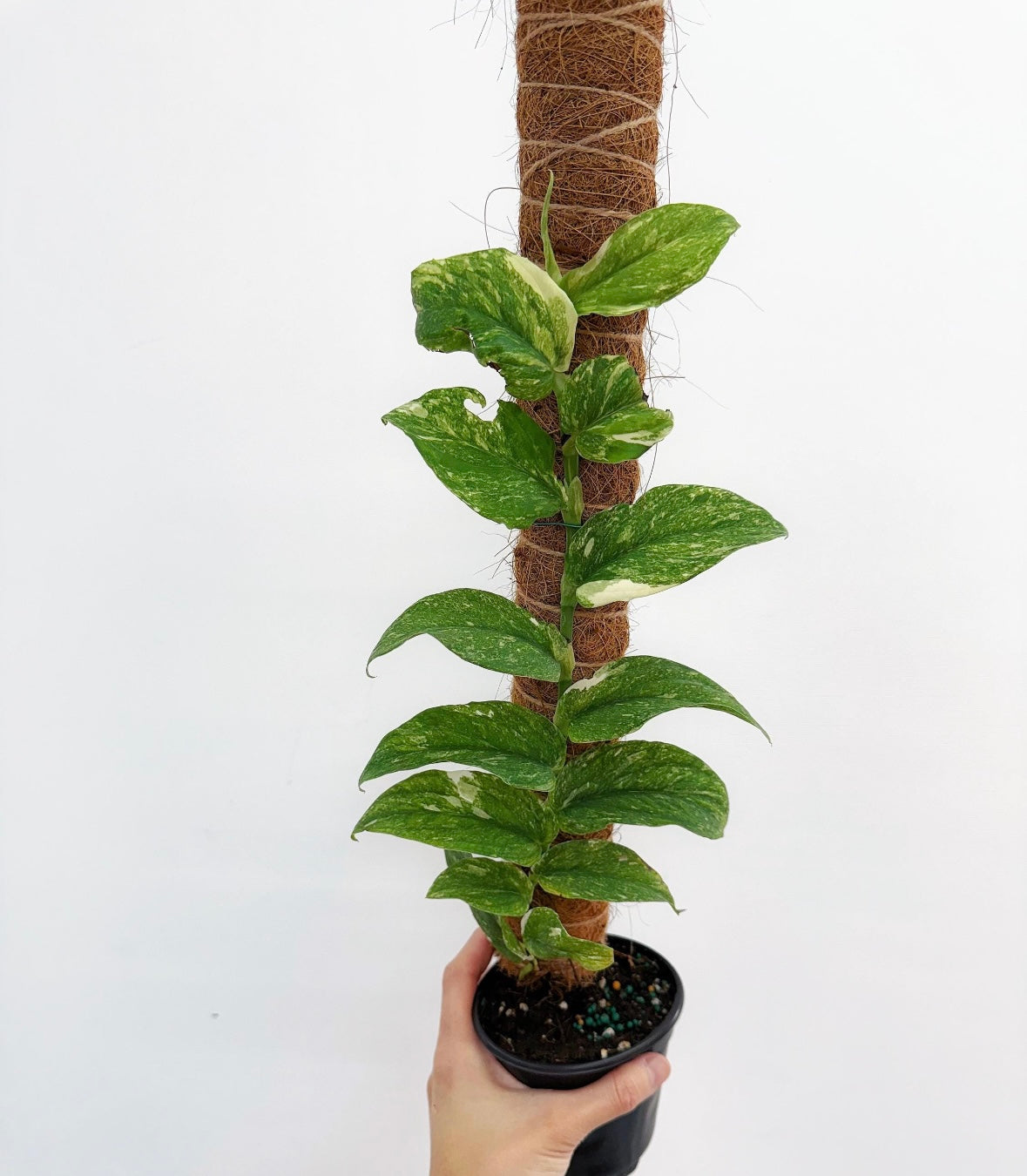 Rhaphidophora Korthalsii Thai Constellation
