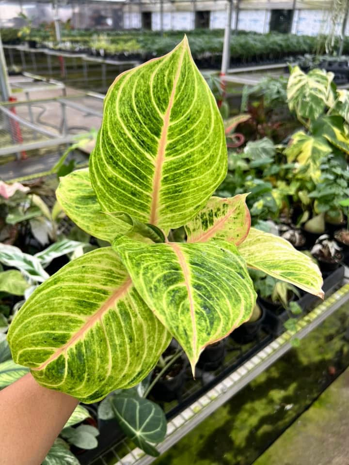 Aglaonema Mahasombat "4