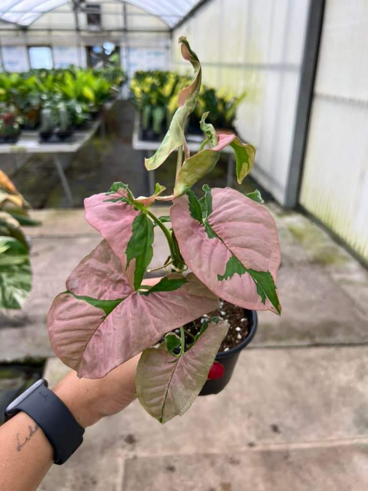 Syngonium pink lava “4