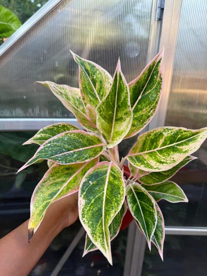 Aglaonema Pink Aurora "5