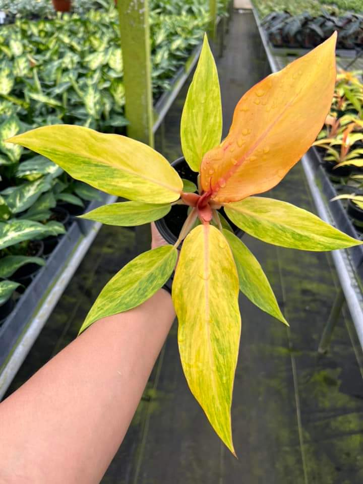 Philodendron Orange Marmalade "4