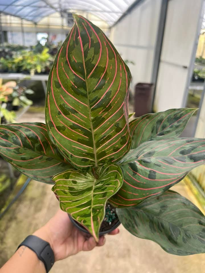 Aglaonema Red Army "4