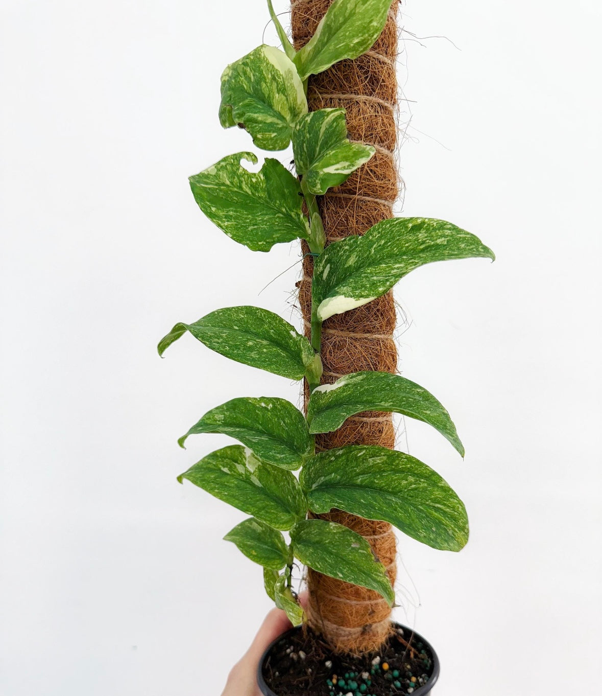 Rhaphidophora Korthalsii Thai Constellation