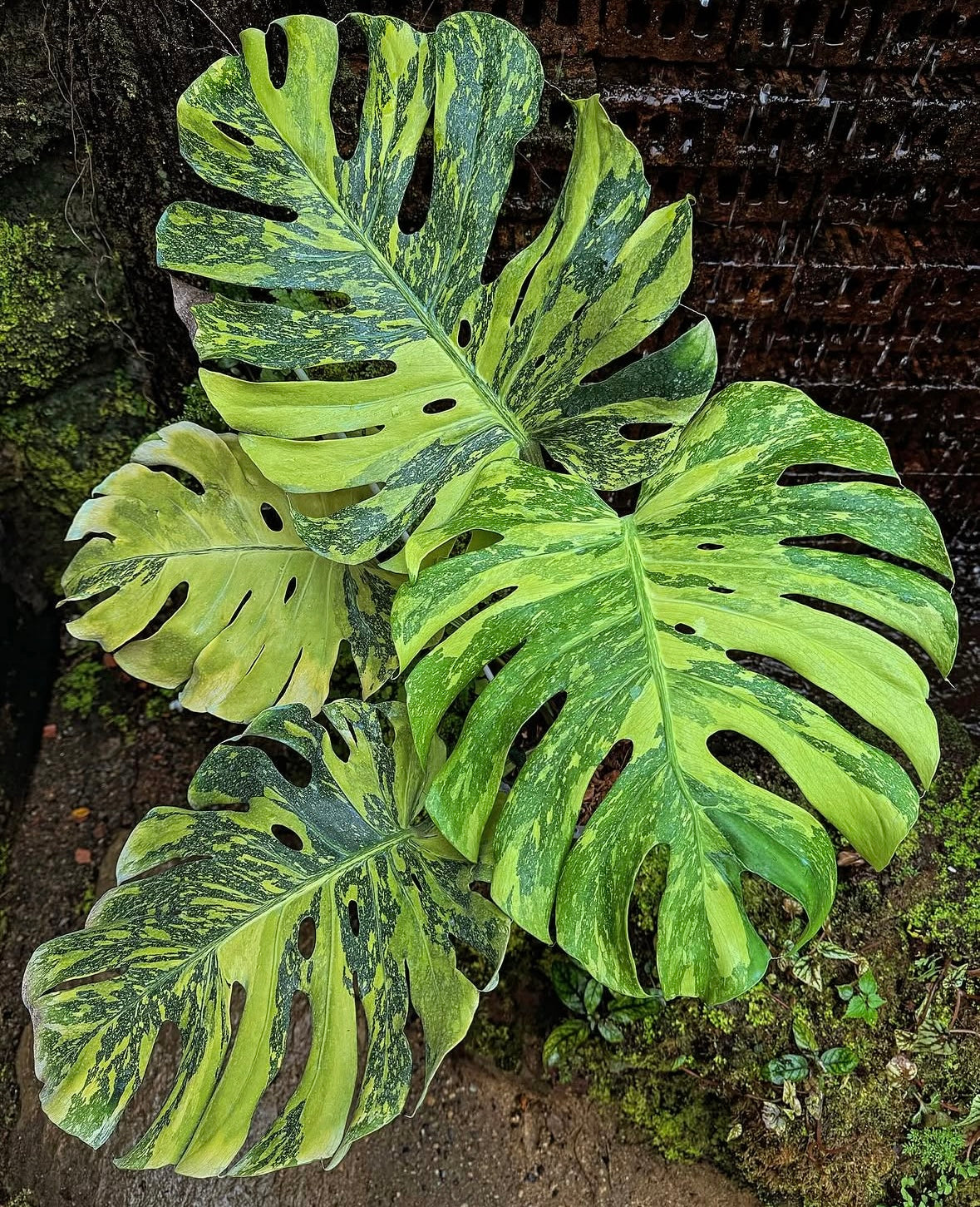Monstera Electrolyte “4