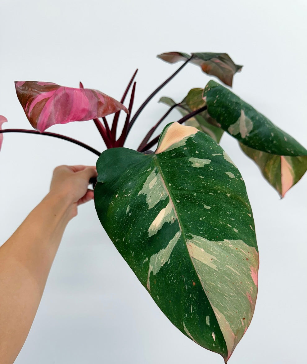 Philodendron Pink Princess Marble King “4