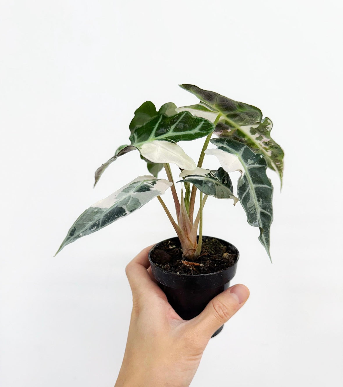 Alocasia Amazónica Albo Pink “4