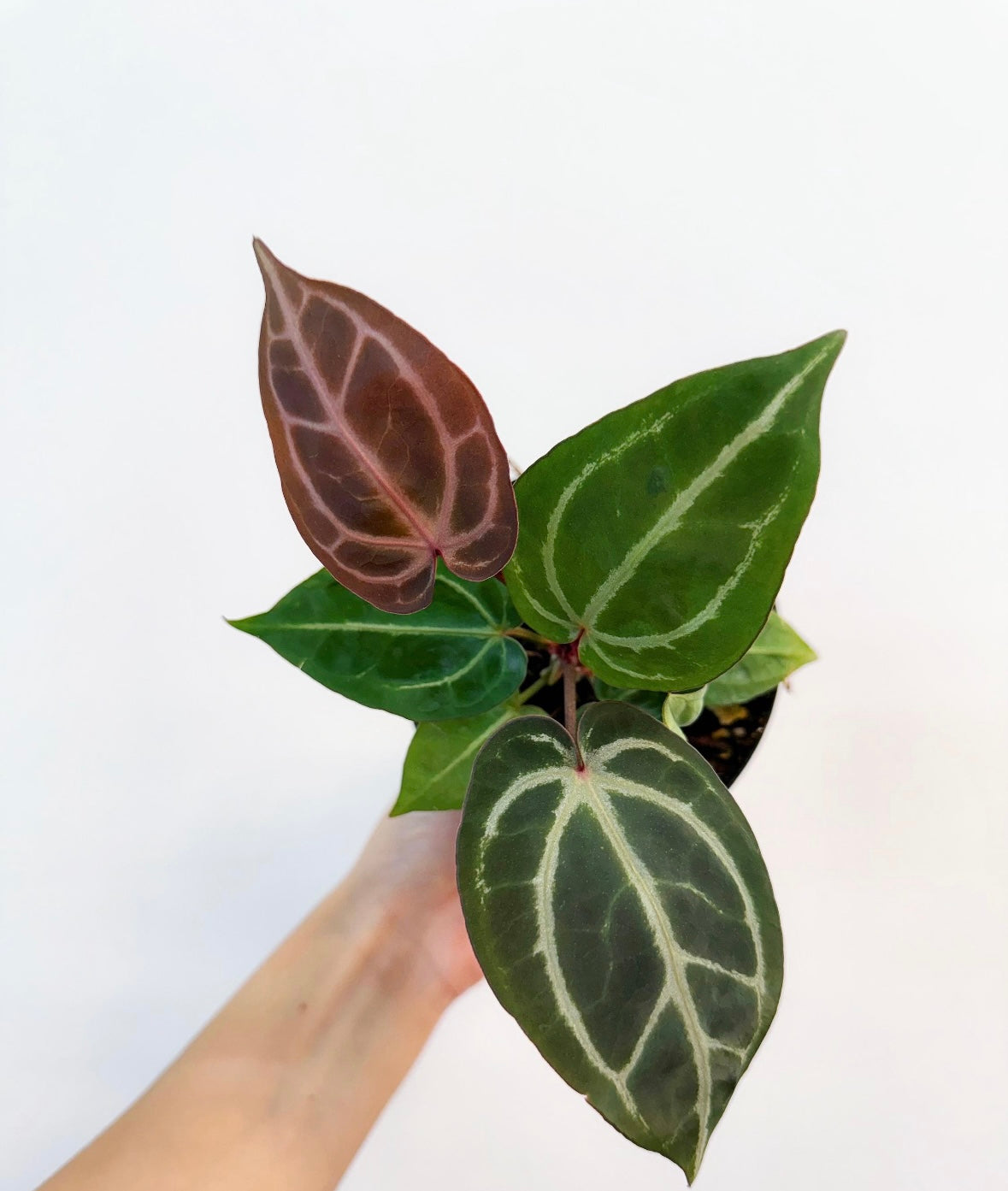 Anthurium Brielle x Zara “4