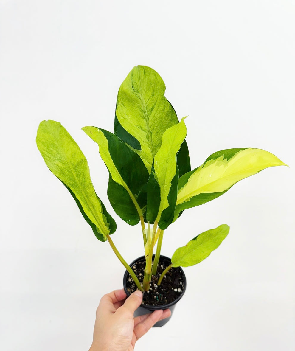 Philodendron Thai Sunrise "5