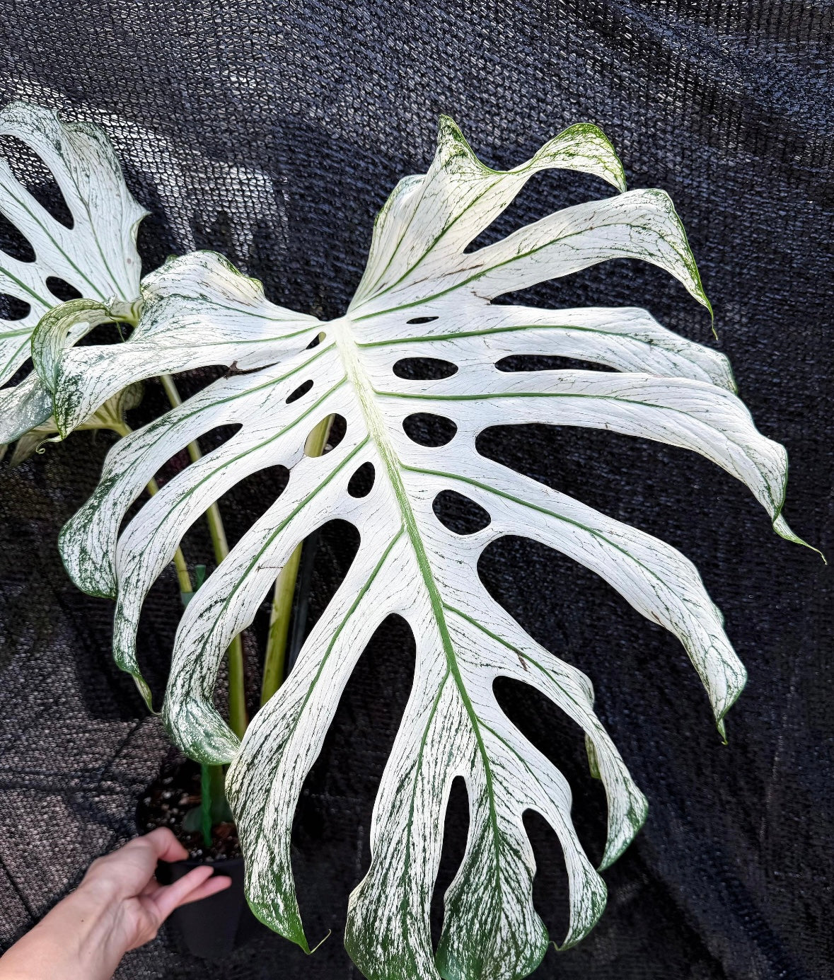 Monstera Devil Monster “6