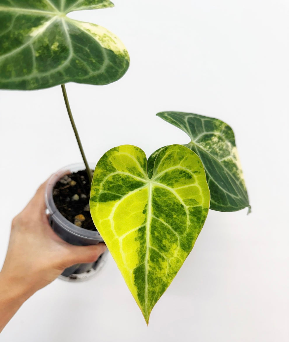 Anthurium Clarinervium Variegado “4
