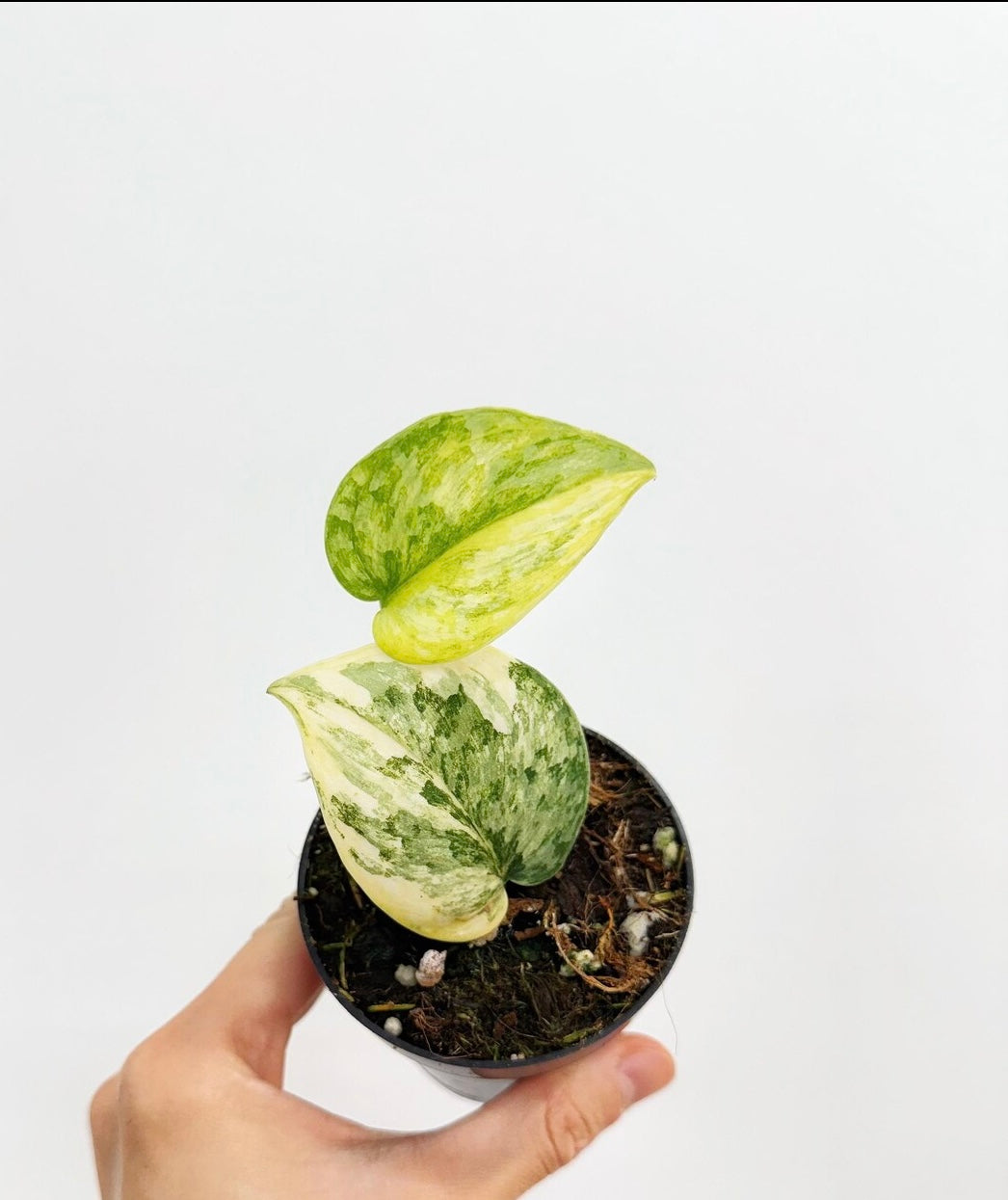 Scindapsus Geulis “3