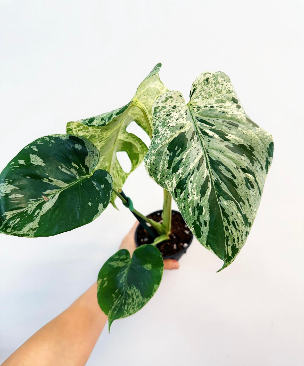 Monstera Vietciosa “5