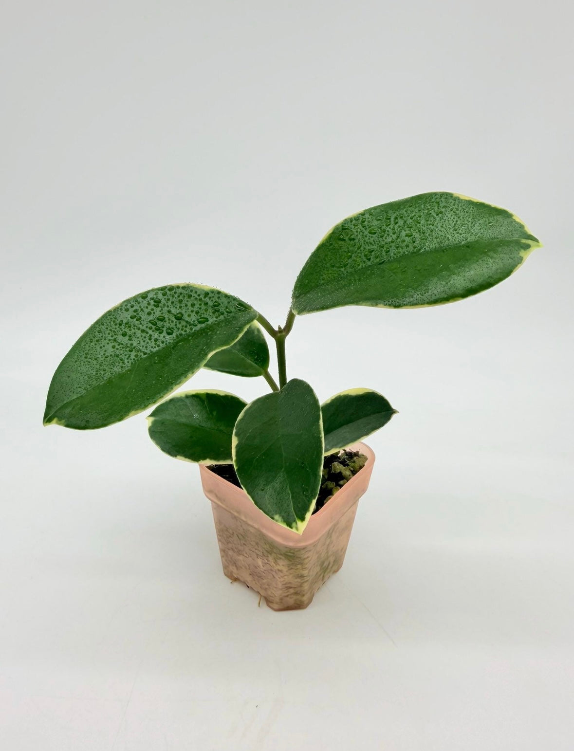 Hoya Blondie Variegado exterior “3