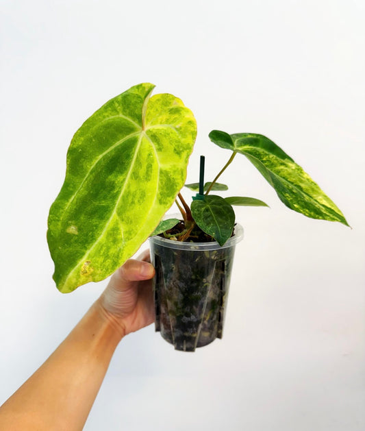 Anthurium Papillilaminum X magnificum Variegado “4