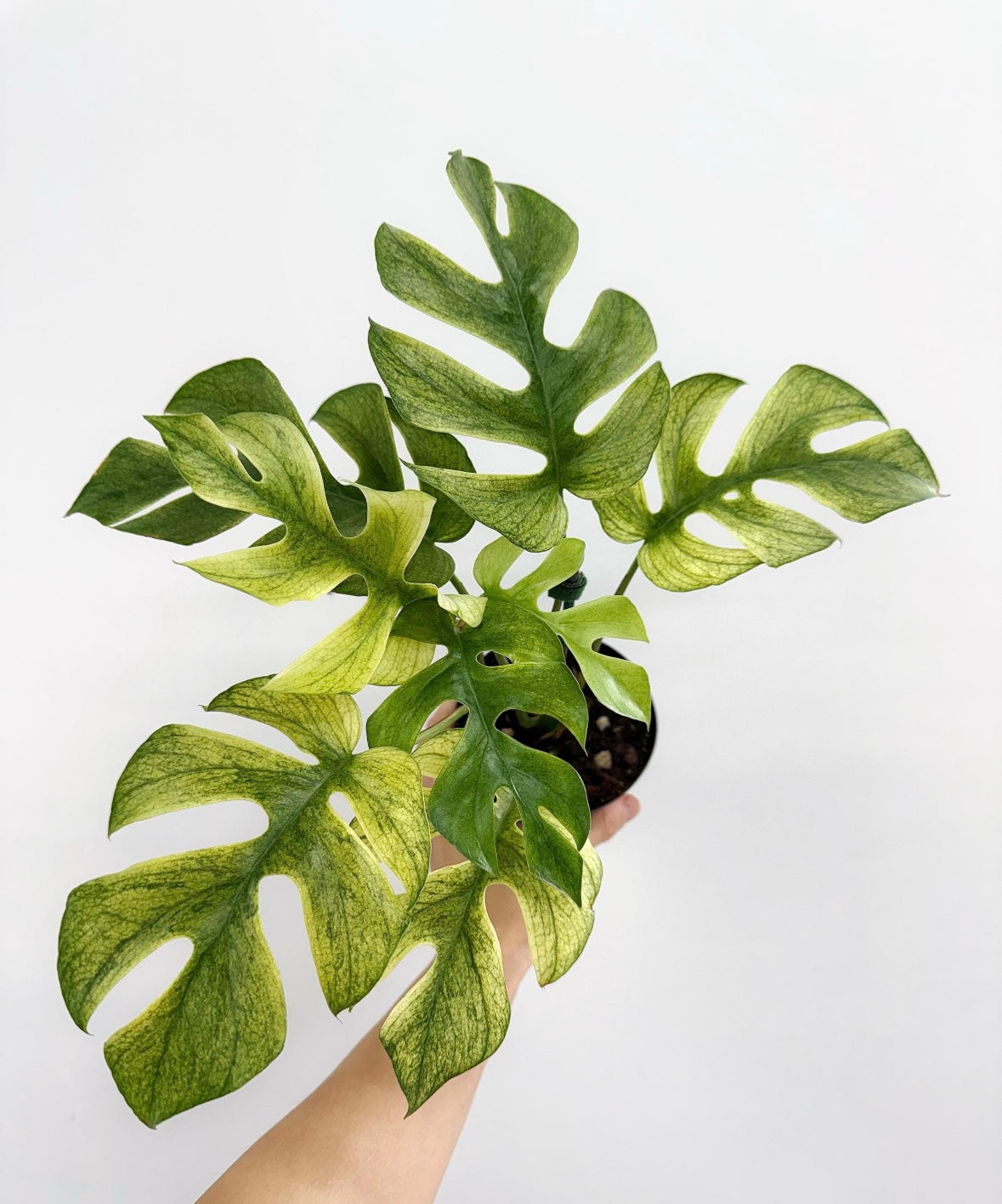 Rhaphidophora Tetrasperma White Monster Mint “4