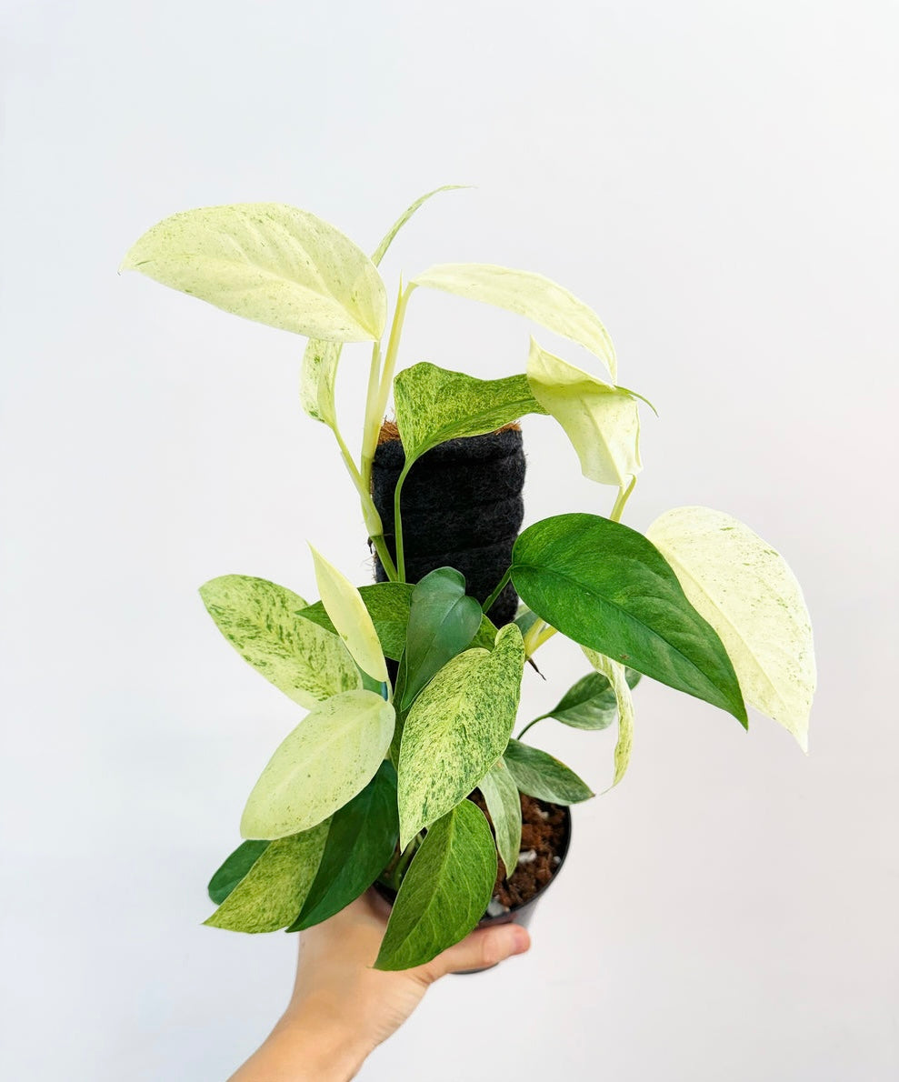 Monstera Laniata Mint "4