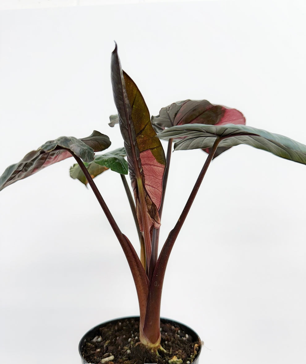 Alocasia Serendipity Pink "4