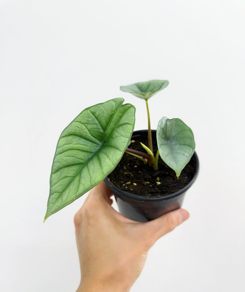 Alocasia Platinum “4