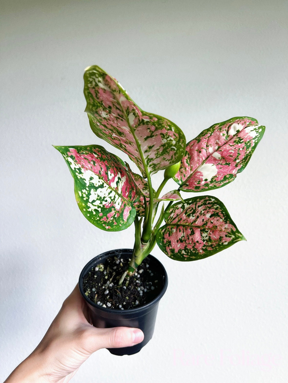 Aglaonema Anyamanee tricolor “4