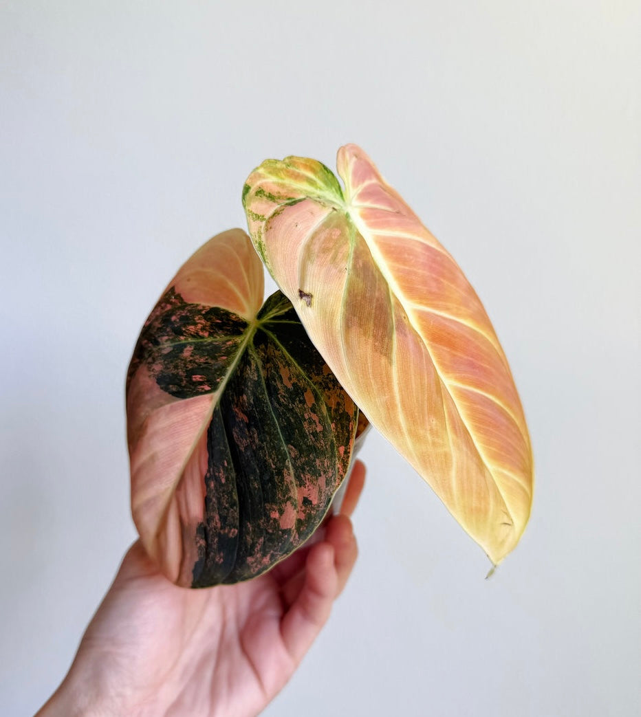 Philodendron Melanochrysum Variegado Naranja (Orange) “4