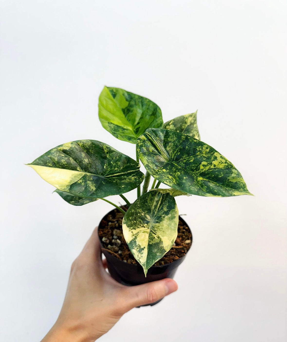 Alocasia Sinuata Variegada “4