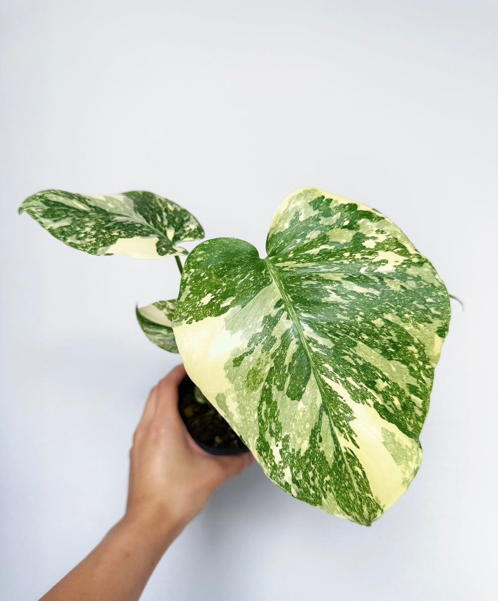 Monstera Thai Crème Brûlée “4