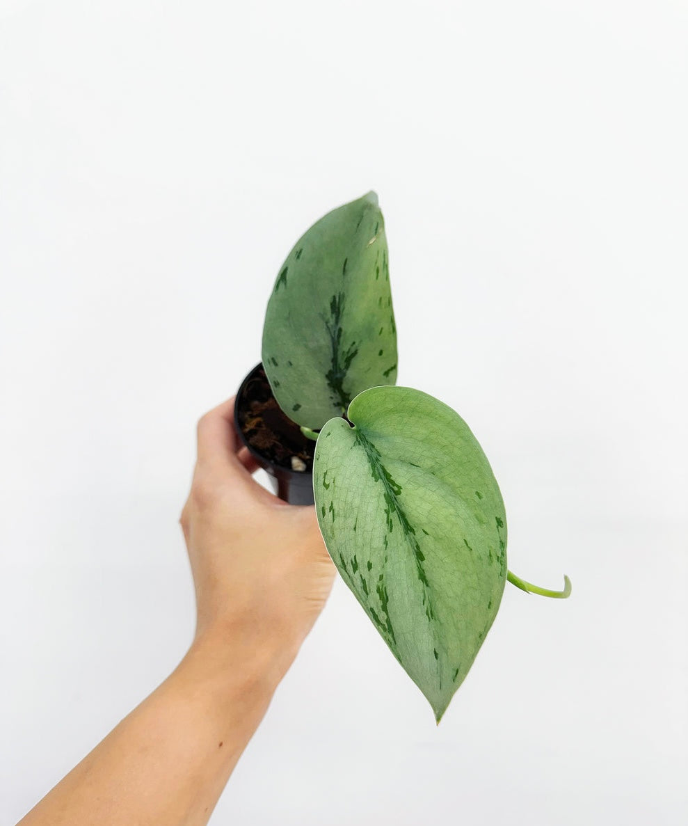 Scindapsus Silver Sierra “4
