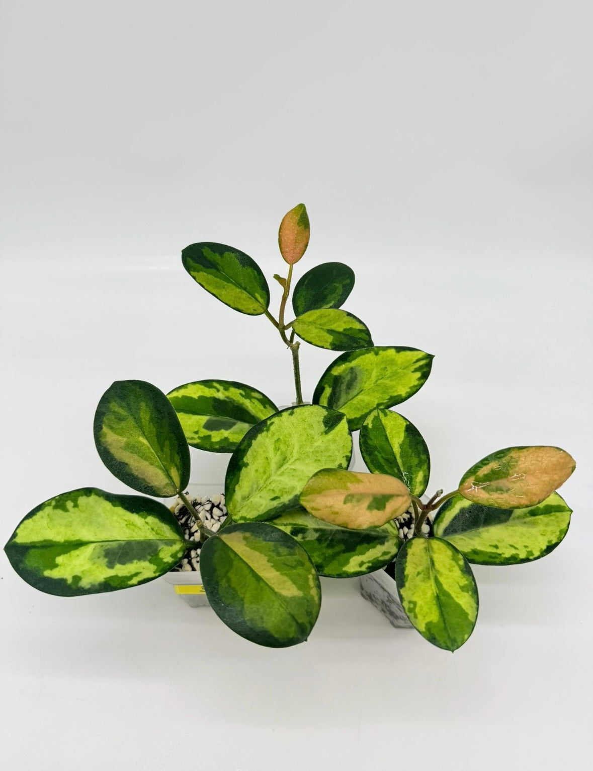 Hoya Australia Peacock “3
