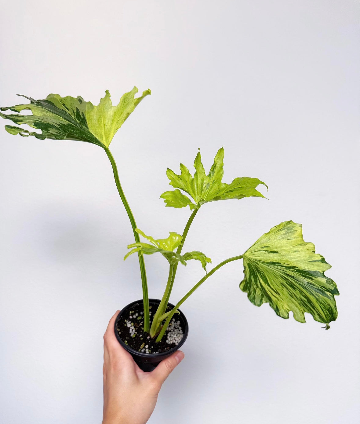 Philodendron Selloum Variegado “4