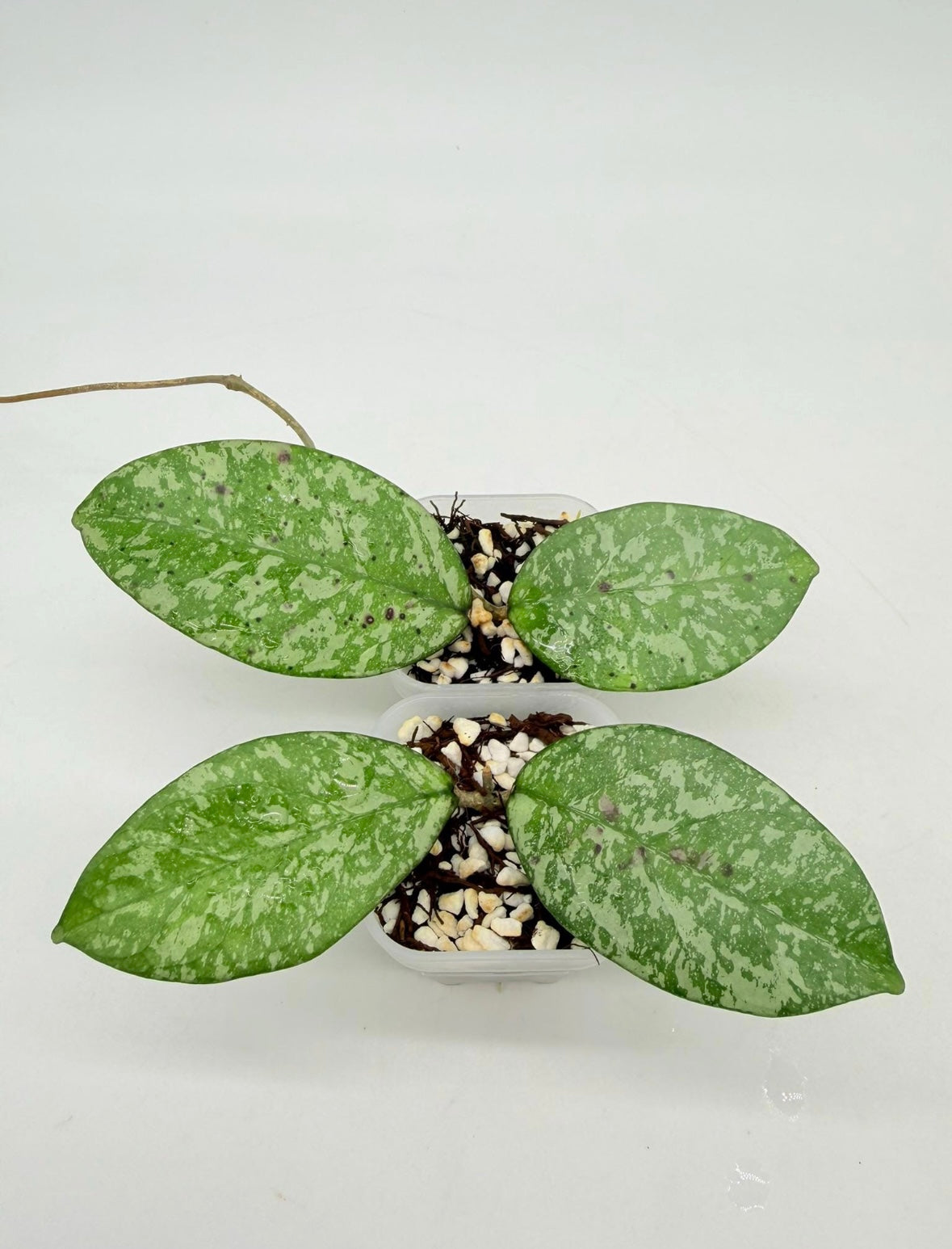 Hoya crassipetiolata X Michelle Splash