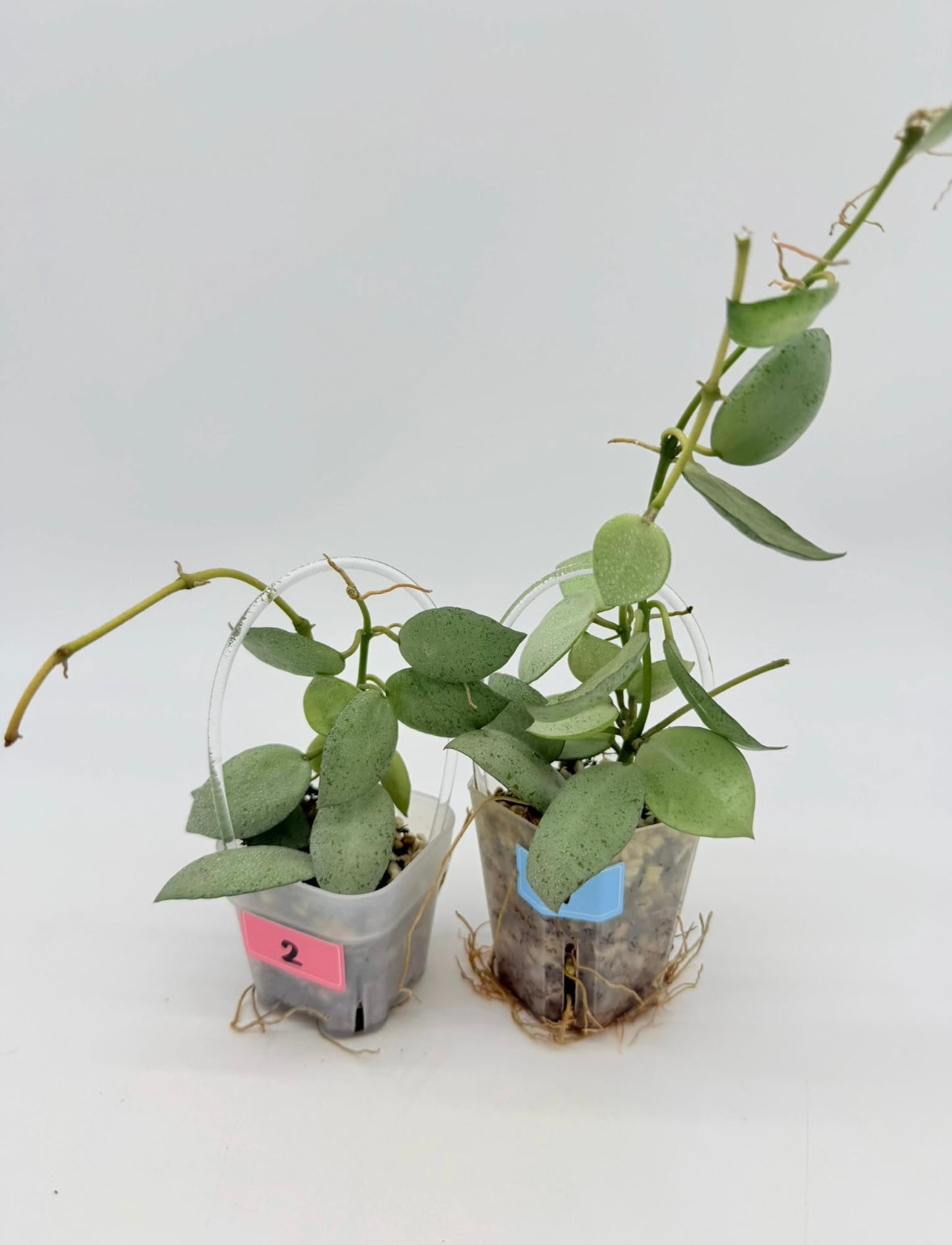 Hoya Lacunosa Grey Ash “3