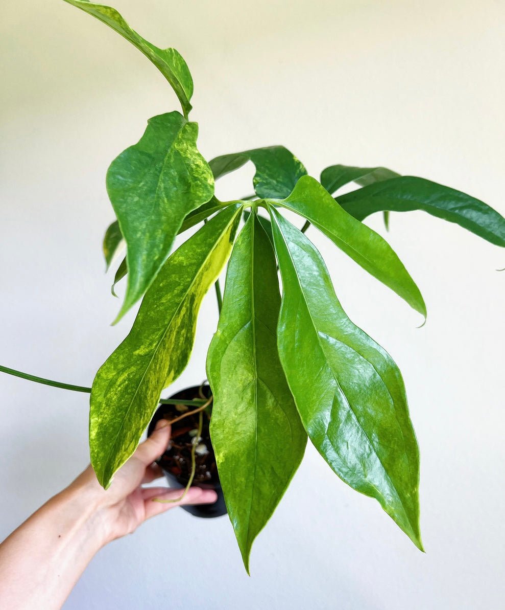 Anthurium Clavigerum Variegated 4”