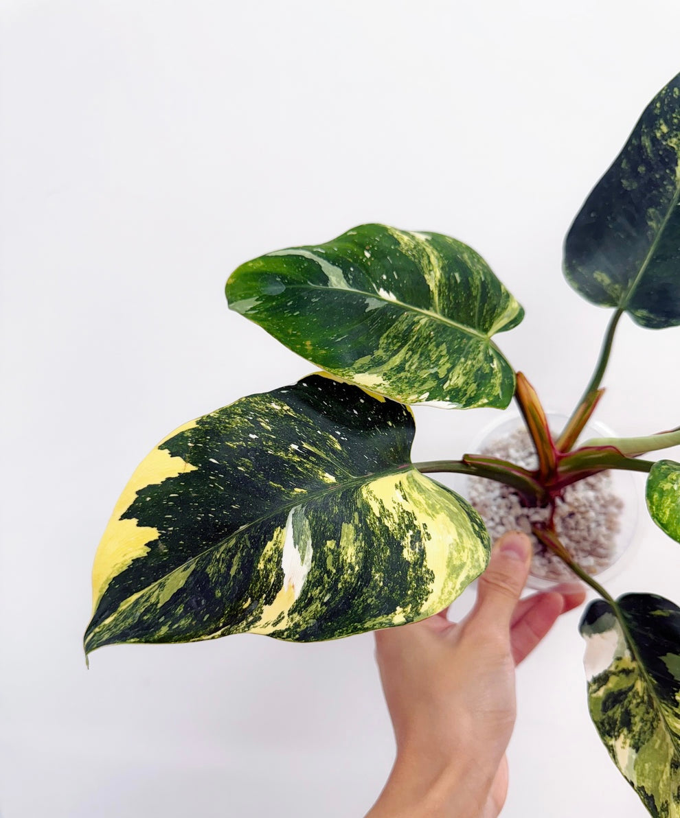 Philodendron White Princess Tricolor “4 (planta exacta)
