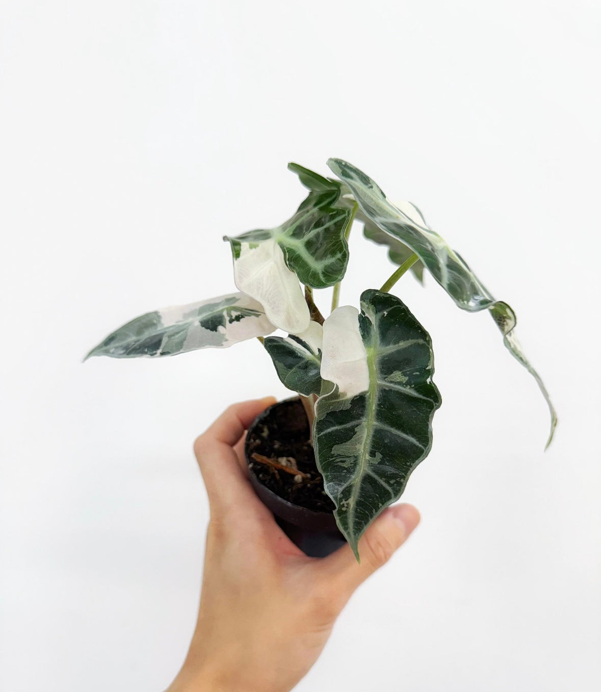 Alocasia Amazónica Albo Pink “4