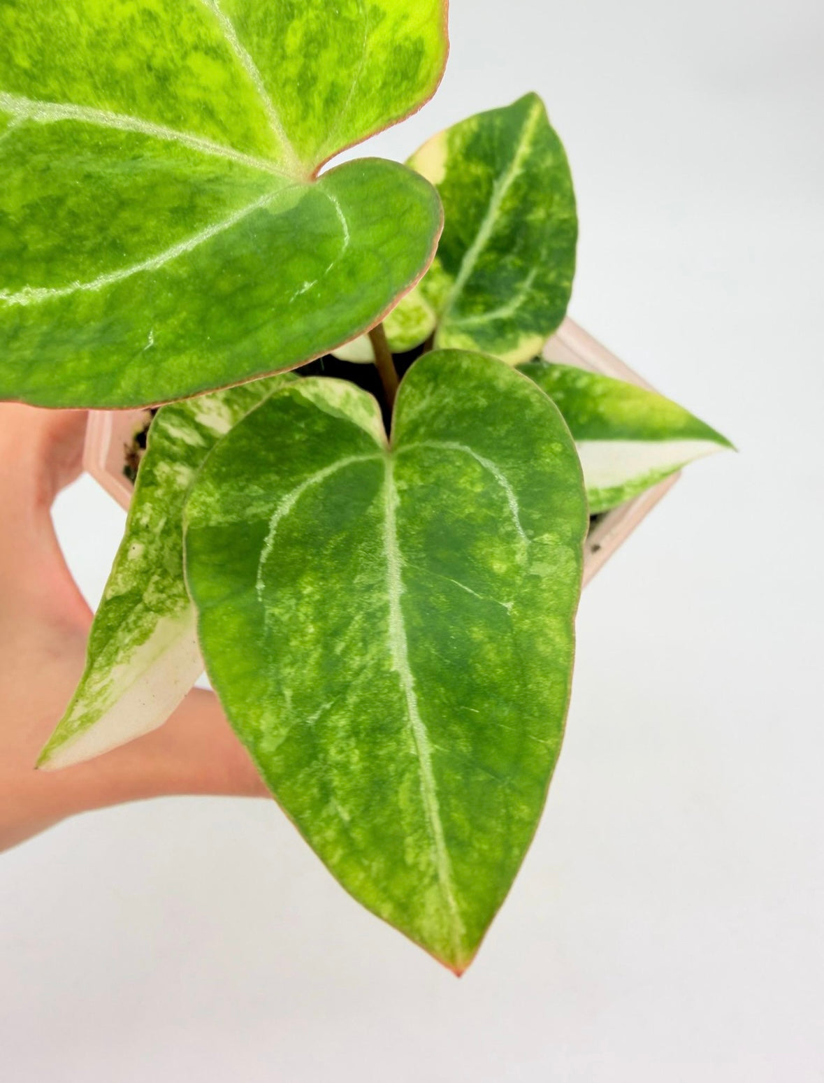 Anthurium Papillilaminum X magnificum Variegado “4