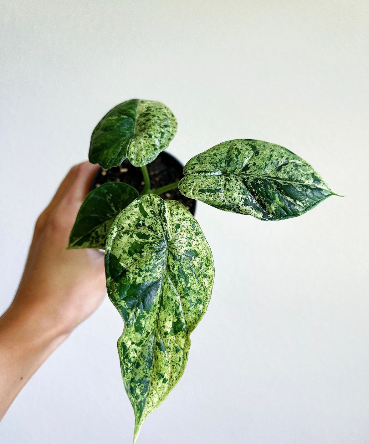 Alocasia Dragon Scale Mint "4