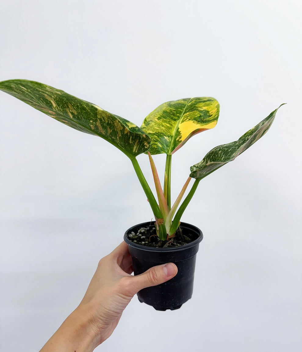 Philodendron Nuclear Congo Variegado "4