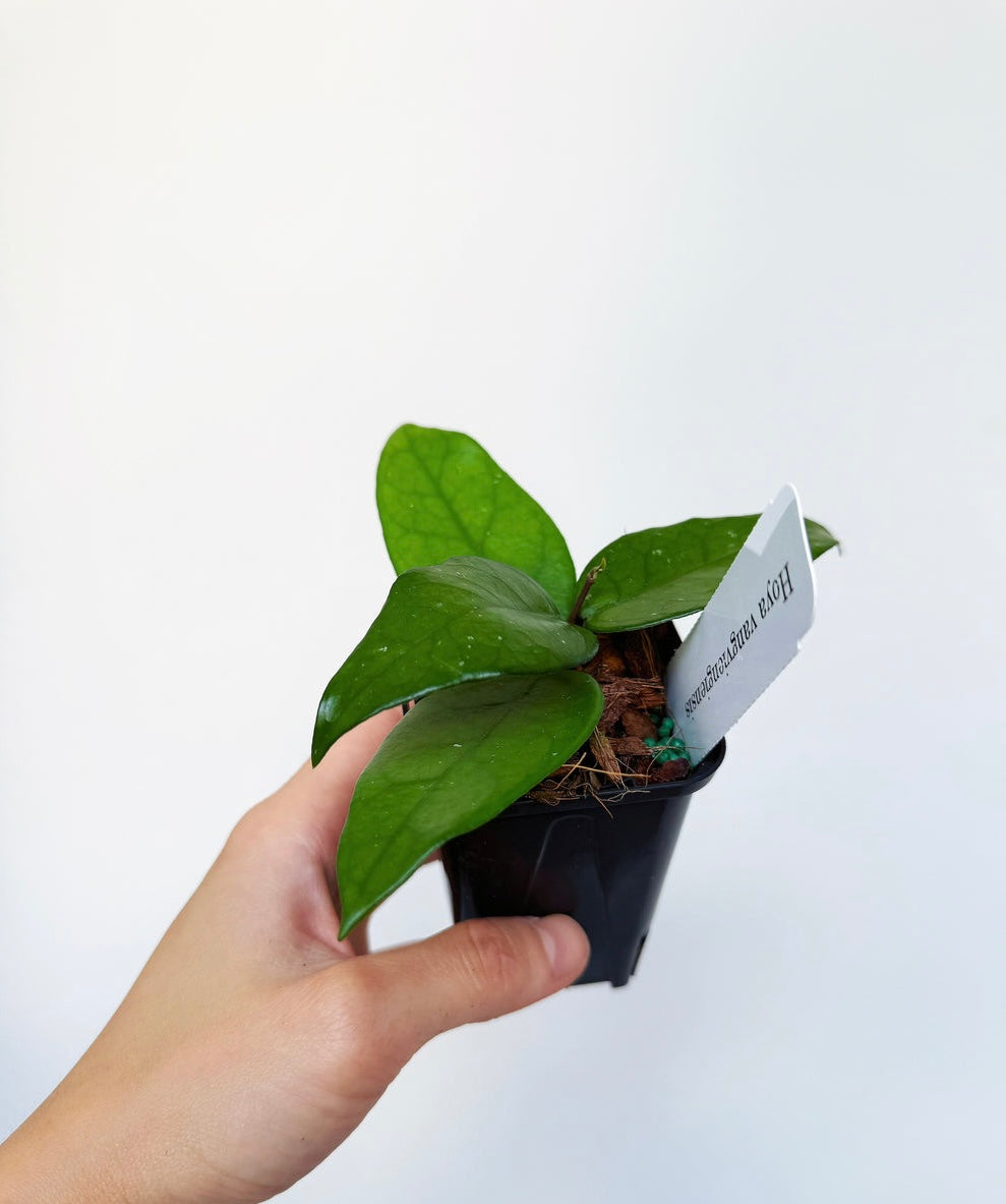 Hoya Vangviengiensis “4