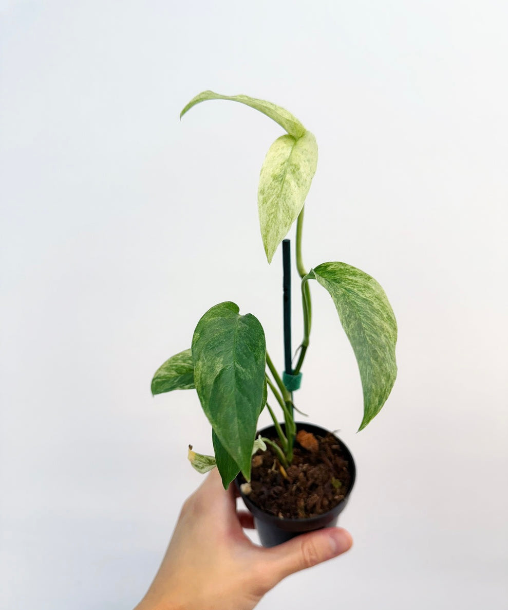 Monstera Laniata Mint "4