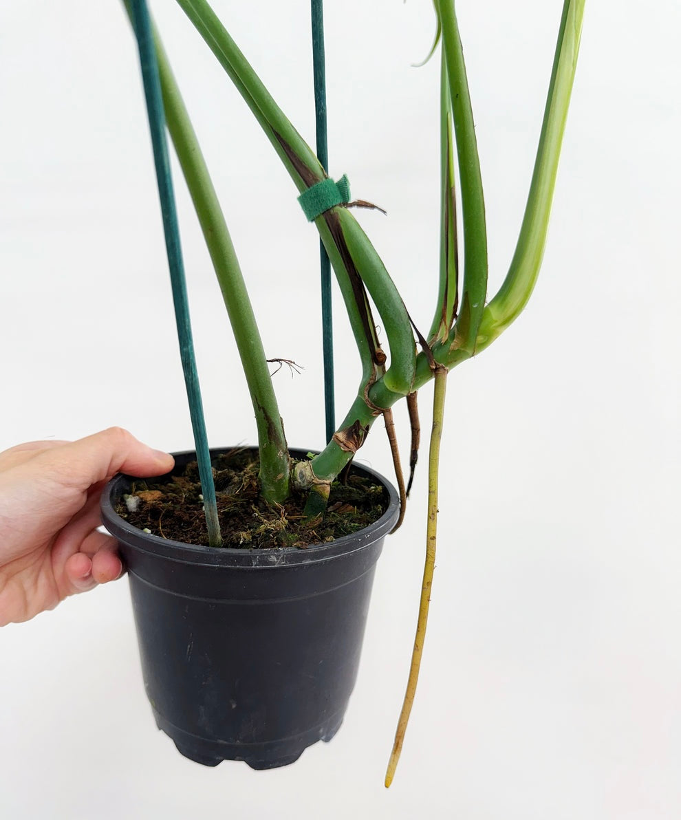 Monstera Burle Marx Flame “6