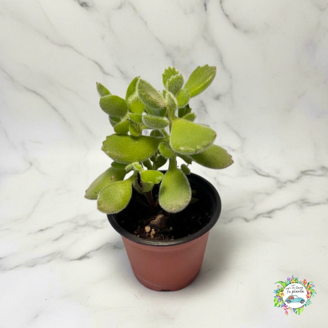 Cotyledon Tomentosa (Garrita de Oso) “4
