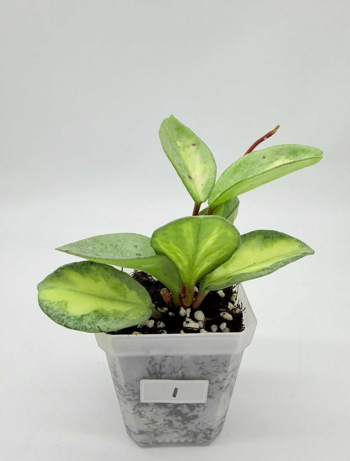 Hoya Argéntea Princess “3