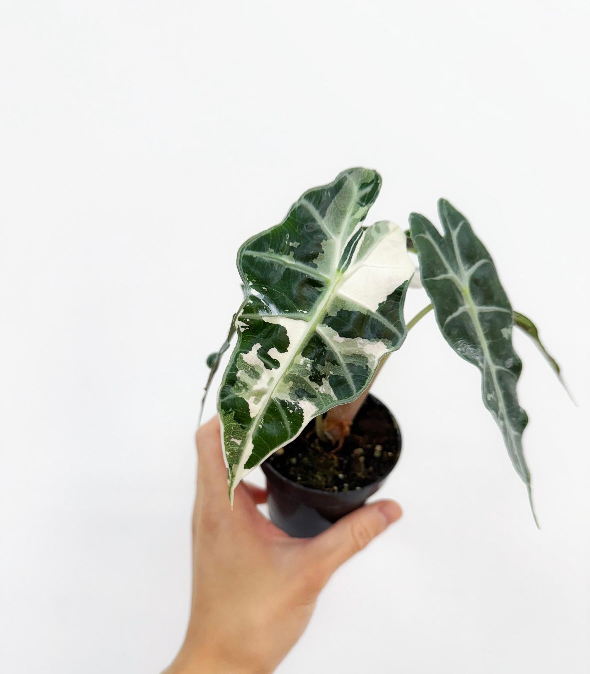Alocasia Amazónica Albo Pink “4