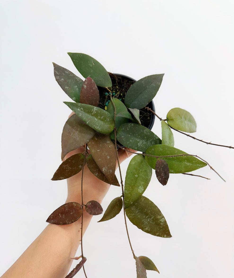 Hoya Caudata "4 (colgante)