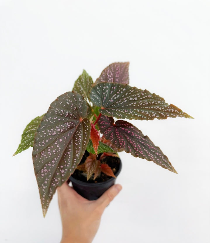Begonia Maculata Pink Spot “4