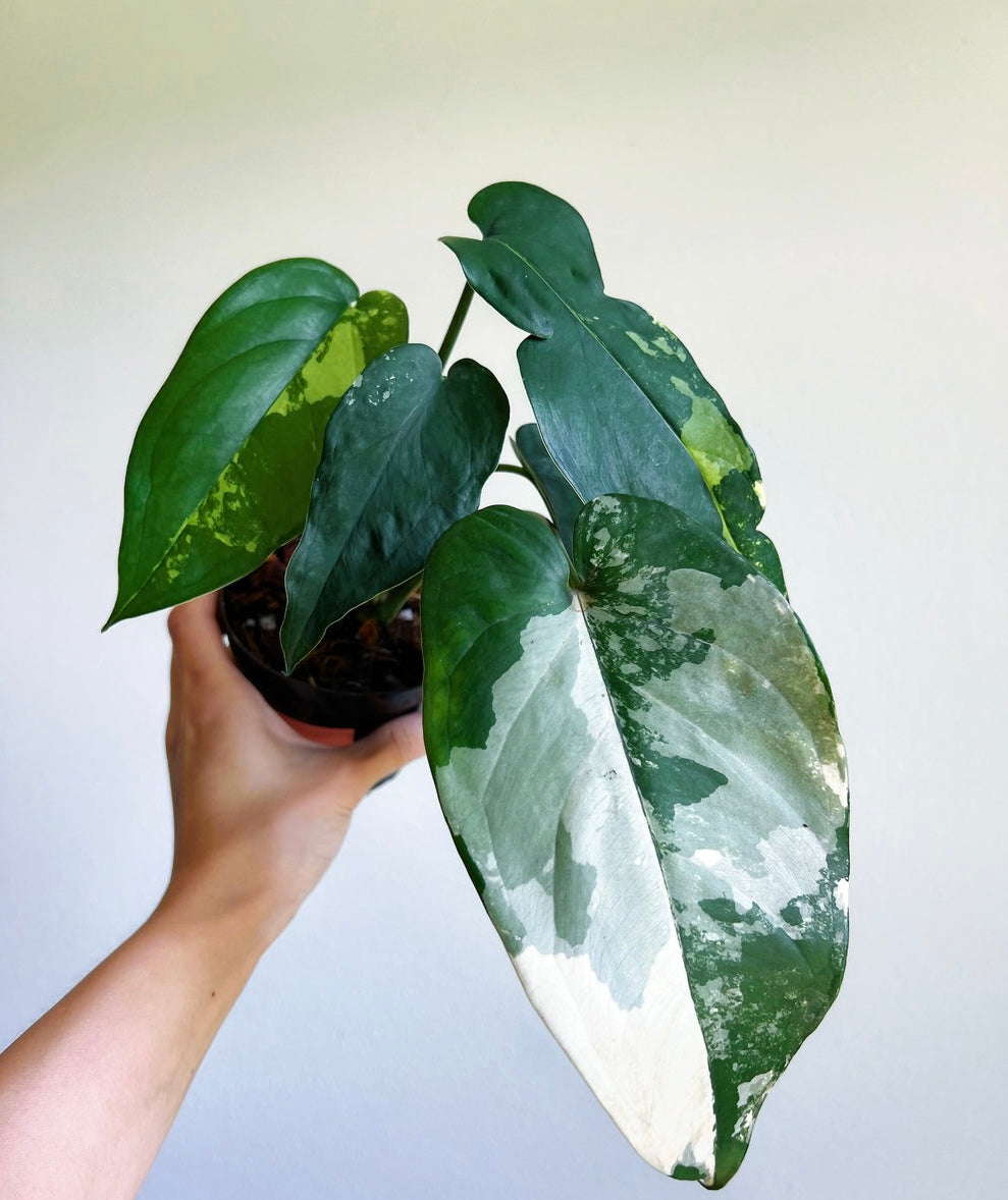 Syngonium Chiapense Variegado “4