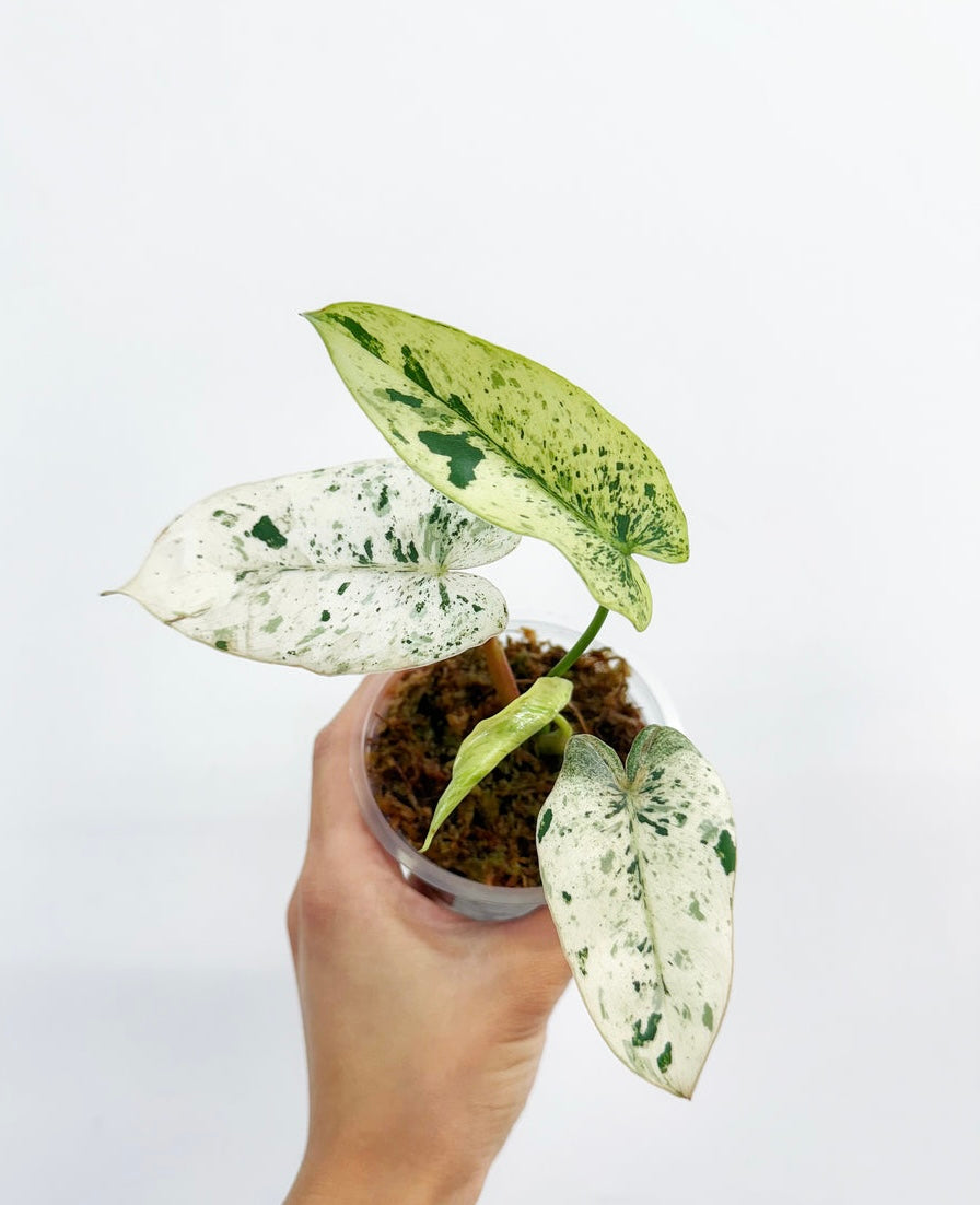 Philodendron ilsemani “4