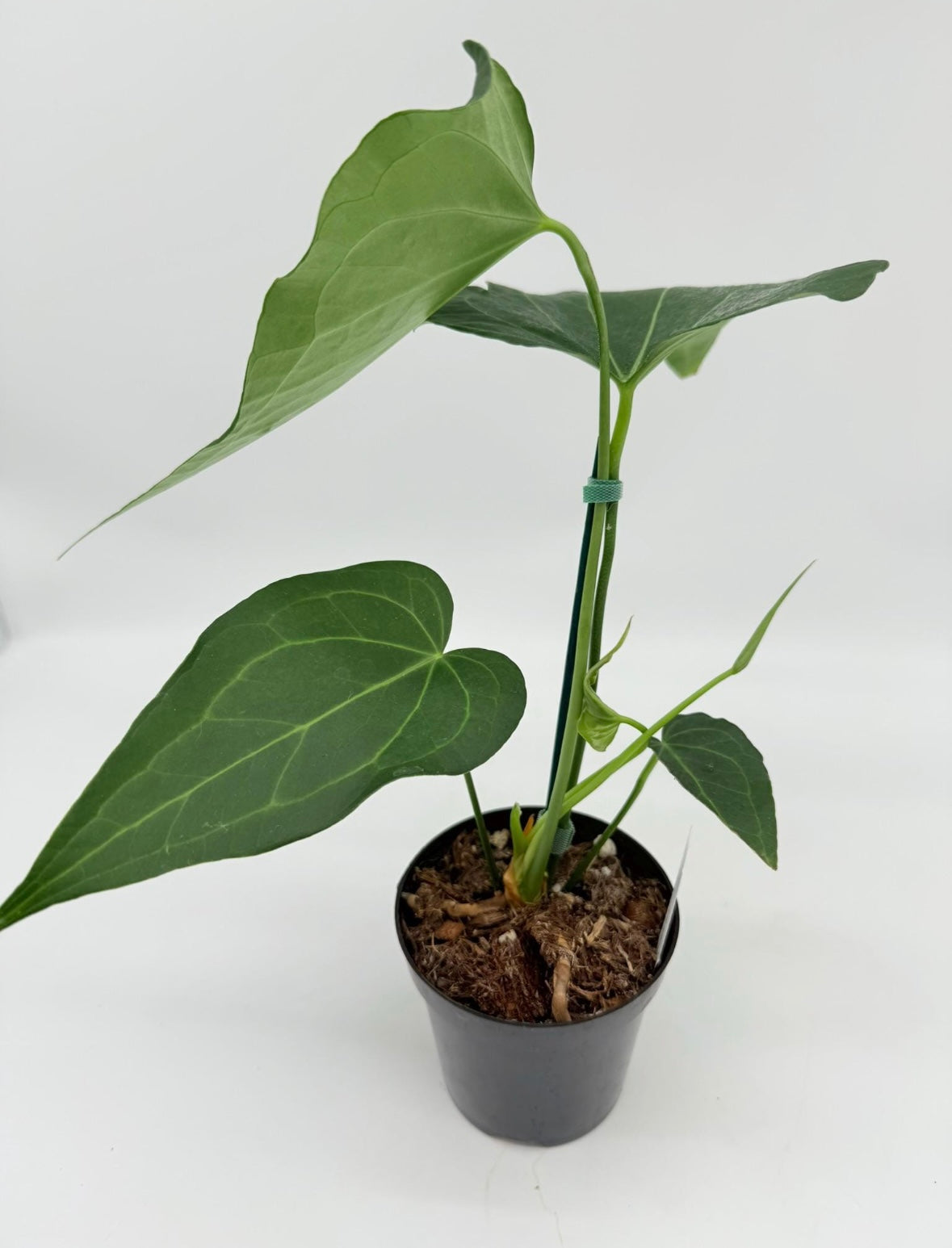 Anthurium Delta Force “5